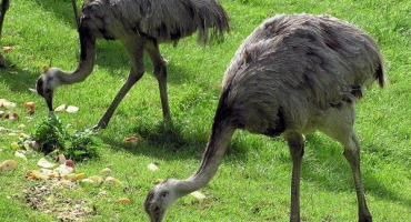 Jak a čím krmit pštrosy: vše o metodách a způsobu krmení